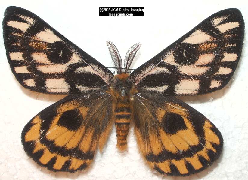 Hemileuca eglanterina (Western/Elegant Sheepmoth) images, rearing, larvae, pupae, cocoons, and documentary