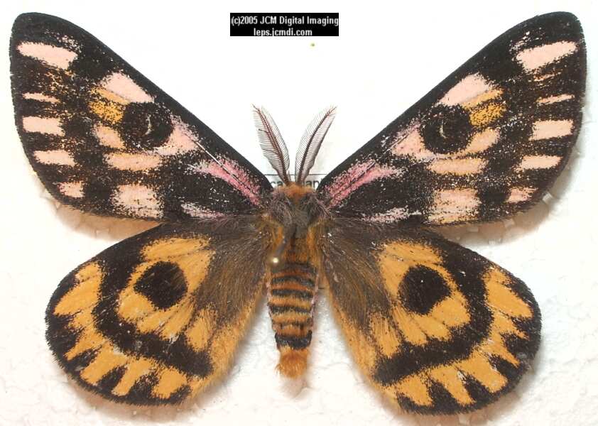 Hemileuca eglanterina (Western/Elegant Sheepmoth) images, rearing, larvae, pupae, cocoons, and documentary