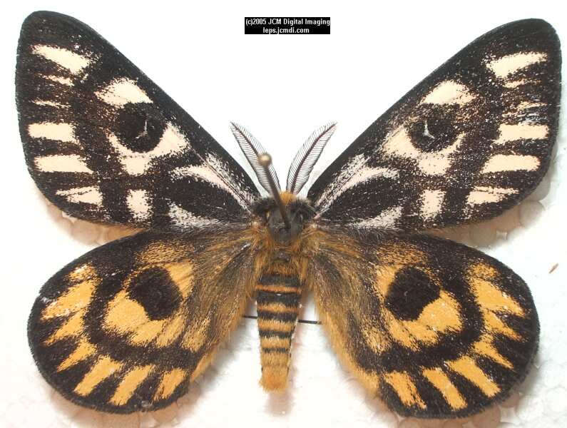 Hemileuca eglanterina (Western/Elegant Sheepmoth) images, rearing, larvae, pupae, cocoons, and documentary
