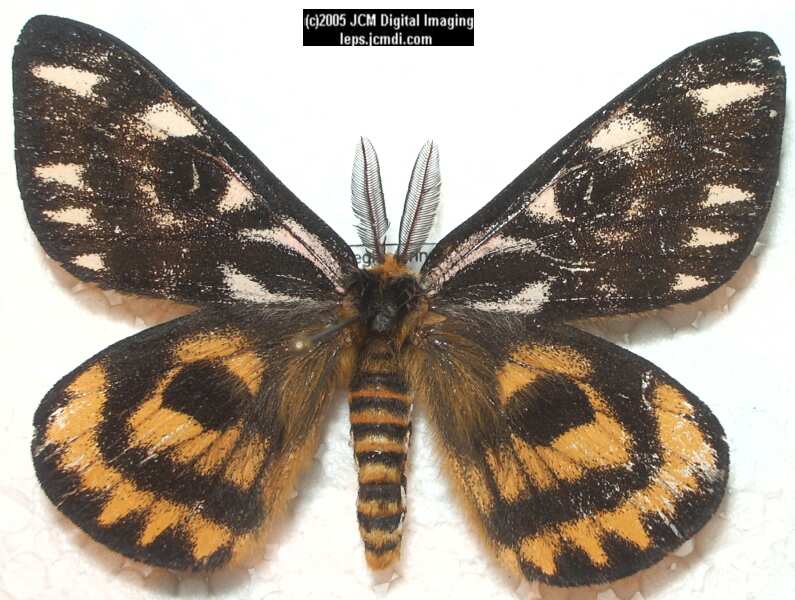 Hemileuca eglanterina (Western/Elegant Sheepmoth) images, rearing, larvae, pupae, cocoons, and documentary