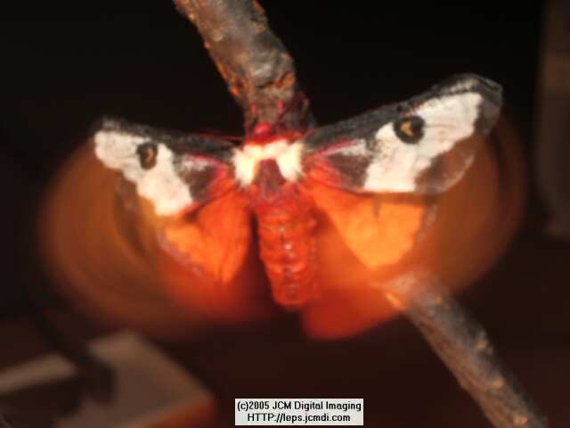 Hemileuca electra (Electra Silk Moth) images, rearing, larvae, pupae, cocoons, and documentary