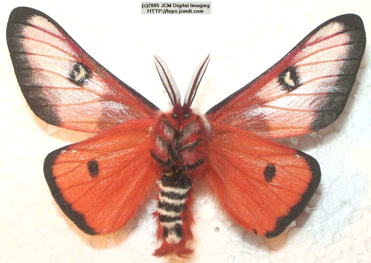 Hemileuca electra (Electra Silk Moth) images, rearing, larvae, pupae, cocoons, and documentary