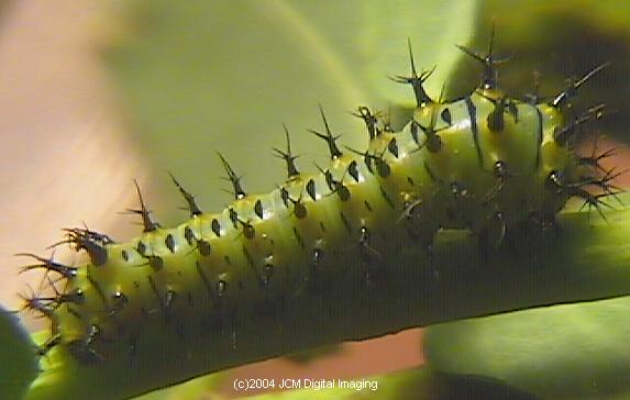 Hyalophora euryalus (Ceanothus Silk Moth) images, rearing, larvae, pupae, cocoons, and documentary