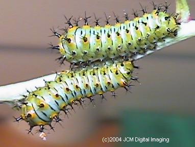 Hyalophora euryalus (Ceanothus Silk Moth) images, rearing, larvae, pupae, cocoons, and documentary