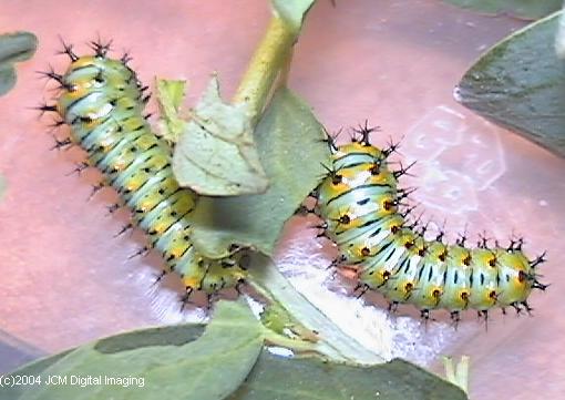 Hyalophora euryalus (Ceanothus Silk Moth) images, rearing, larvae, pupae, cocoons, and documentary