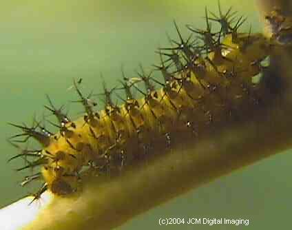 Hyalophora euryalus (Ceanothus Silk Moth) images, rearing, larvae, pupae, cocoons, and documentary