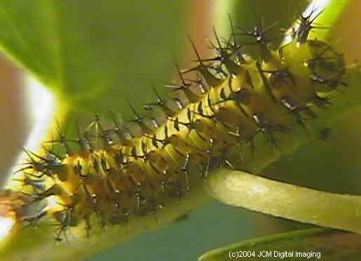 Hyalophora euryalus (Ceanothus Silk Moth) images, rearing, larvae, pupae, cocoons, and documentary