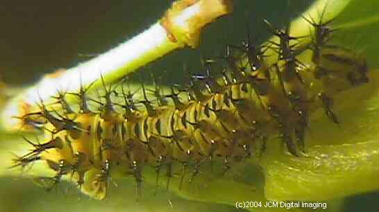 Hyalophora euryalus (Ceanothus Silk Moth) images, rearing, larvae, pupae, cocoons, and documentary