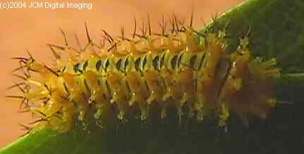 Hyalophora euryalus (Ceanothus Silk Moth) images, rearing, larvae, pupae, cocoons, and documentary