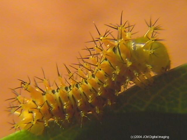 Hyalophora euryalus (Ceanothus Silk Moth) images, rearing, larvae, pupae, cocoons, and documentary