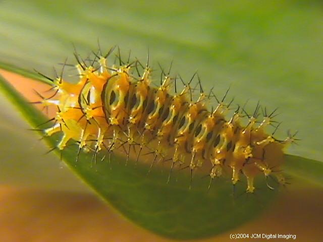 Hyalophora euryalus (Ceanothus Silk Moth) images, rearing, larvae, pupae, cocoons, and documentary
