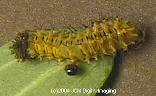 Hyalophora euryalus (Ceanothus Silk Moth) images, rearing, larvae, pupae, cocoons, and documentary