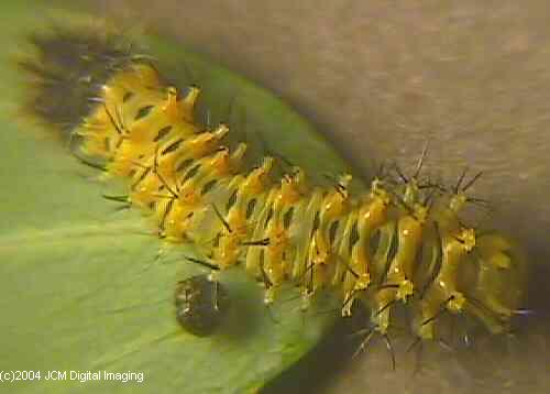Hyalophora euryalus (Ceanothus Silk Moth) images, rearing, larvae, pupae, cocoons, and documentary