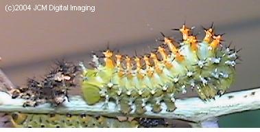 Hyalophora euryalus (Ceanothus Silk Moth) images, rearing, larvae, pupae, cocoons, and documentary