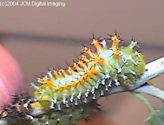Hyalophora euryalus (Ceanothus Silk Moth) images, rearing, larvae, pupae, cocoons, and documentary