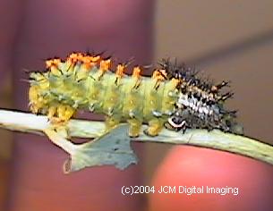 Hyalophora euryalus (Ceanothus Silk Moth) images, rearing, larvae, pupae, cocoons, and documentary