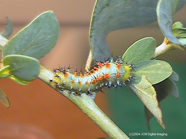 Hyalophora euryalus (Ceanothus Silk Moth) images, rearing, larvae, pupae, cocoons, and documentary