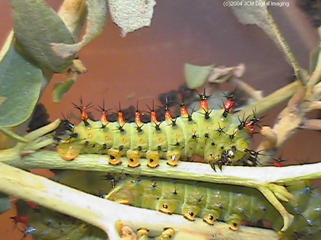 Hyalophora euryalus (Ceanothus Silk Moth) images, rearing, larvae, pupae, cocoons, and documentary
