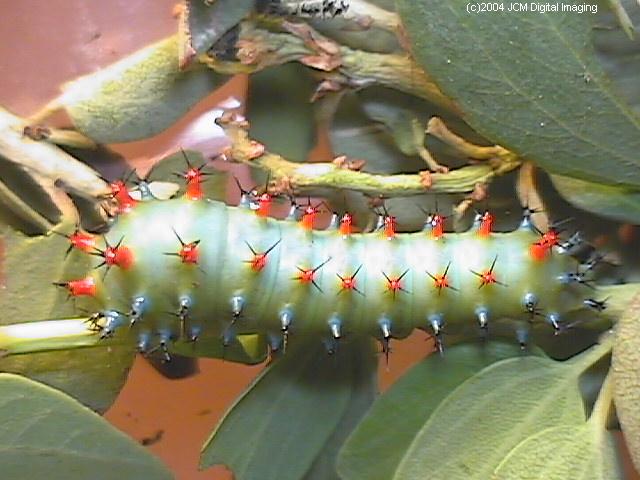 Hyalophora euryalus (Ceanothus Silk Moth) images, rearing, larvae, pupae, cocoons, and documentary