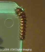 Hyalophora euryalus (Ceanothus Silk Moth) images, rearing, larvae, pupae, cocoons, and documentary