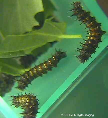 Hyalophora euryalus (Ceanothus Silk Moth) images, rearing, larvae, pupae, cocoons, and documentary