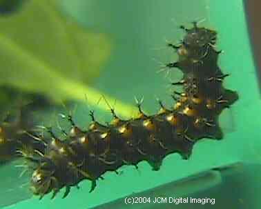 Hyalophora euryalus (Ceanothus Silk Moth) images, rearing, larvae, pupae, cocoons, and documentary