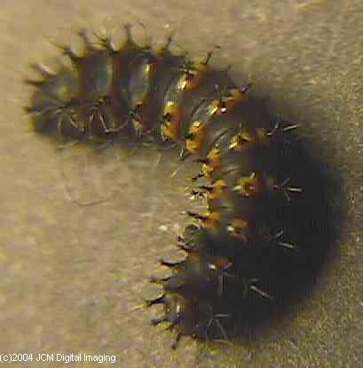 Hyalophora euryalus (Ceanothus Silk Moth) images, rearing, larvae, pupae, cocoons, and documentary