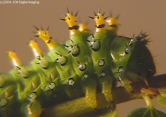 Hyalophora euryalus (Ceanothus Silk Moth) images, rearing, larvae, pupae, cocoons, and documentary