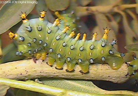 Hyalophora euryalus (Ceanothus Silk Moth) images, rearing, larvae, pupae, cocoons, and documentary