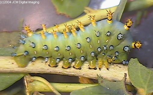 Hyalophora euryalus (Ceanothus Silk Moth) images, rearing, larvae, pupae, cocoons, and documentary