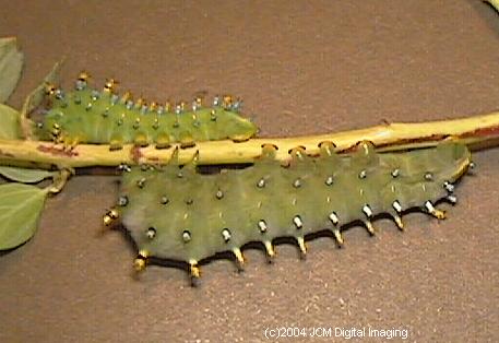 Hyalophora euryalus (Ceanothus Silk Moth) images, rearing, larvae, pupae, cocoons, and documentary