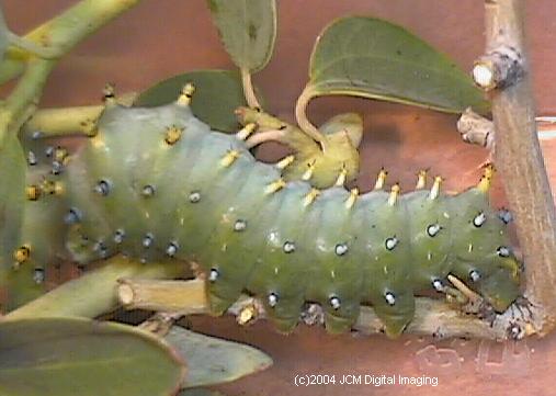 Hyalophora euryalus (Ceanothus Silk Moth) images, rearing, larvae, pupae, cocoons, and documentary