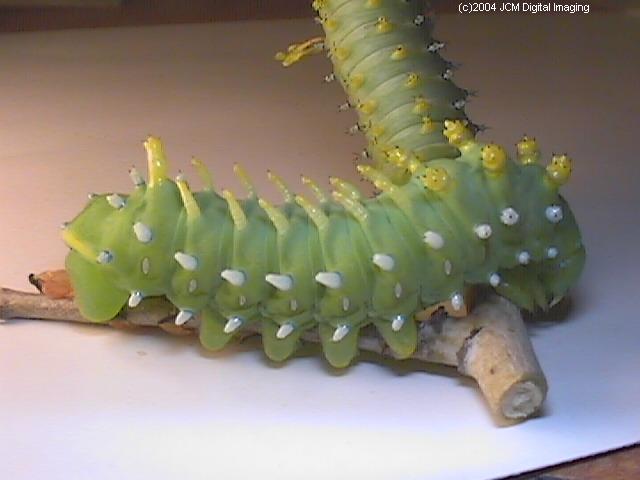 Hyalophora euryalus (Ceanothus Silk Moth) images, rearing, larvae, pupae, cocoons, and documentary