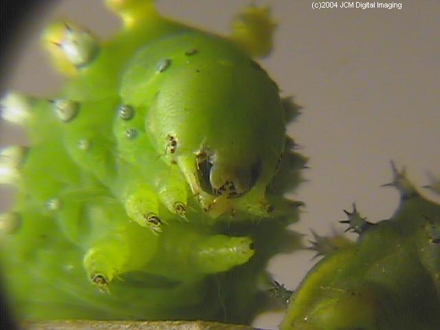 Hyalophora euryalus (Ceanothus Silk Moth) images, rearing, larvae, pupae, cocoons, and documentary