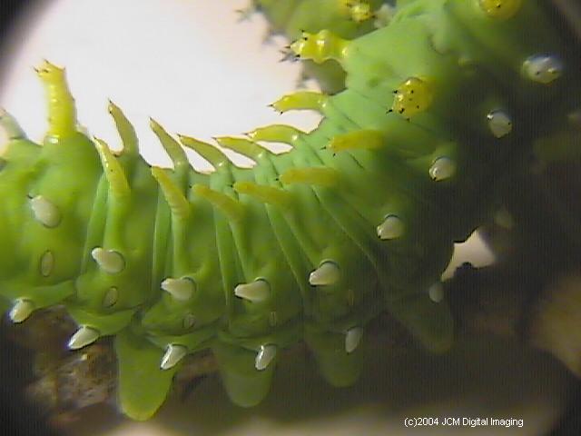 Hyalophora euryalus (Ceanothus Silk Moth) images, rearing, larvae, pupae, cocoons, and documentary