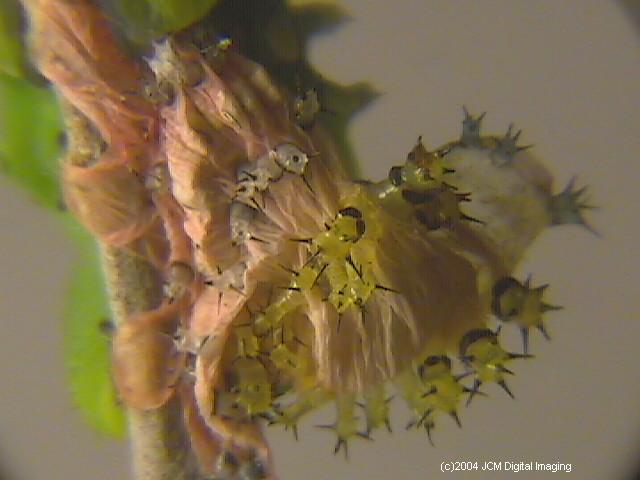 Hyalophora euryalus (Ceanothus Silk Moth) images, rearing, larvae, pupae, cocoons, and documentary