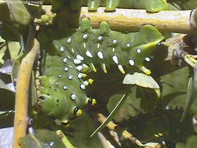 Hyalophora euryalus (Ceanothus Silk Moth) images, rearing, larvae, pupae, cocoons, and documentary