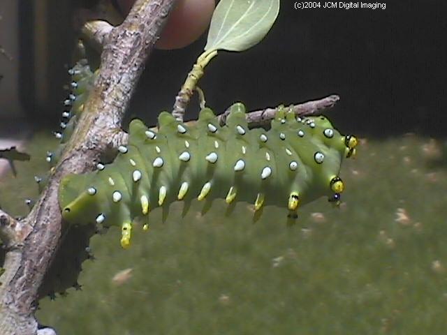 Hyalophora euryalus (Ceanothus Silk Moth) images, rearing, larvae, pupae, cocoons, and documentary
