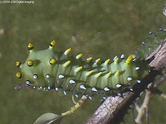 Hyalophora euryalus (Ceanothus Silk Moth) images, rearing, larvae, pupae, cocoons, and documentary