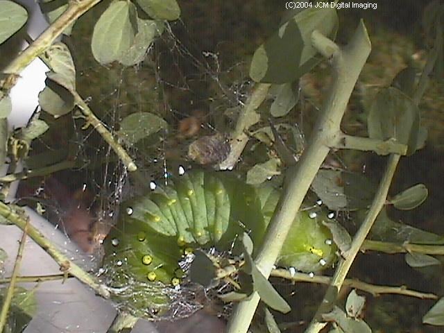 Hyalophora euryalus (Ceanothus Silk Moth) images, rearing, larvae, pupae, cocoons, and documentary