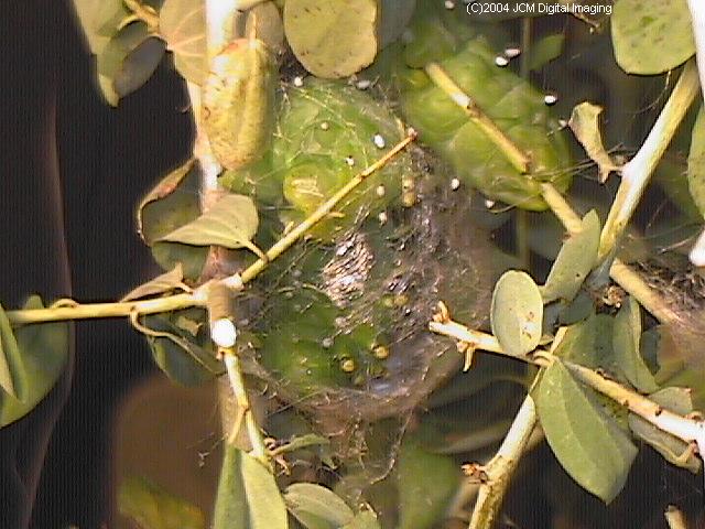 Hyalophora euryalus (Ceanothus Silk Moth) images, rearing, larvae, pupae, cocoons, and documentary