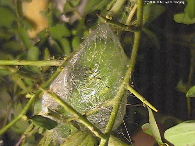 Hyalophora euryalus (Ceanothus Silk Moth) images, rearing, larvae, pupae, cocoons, and documentary
