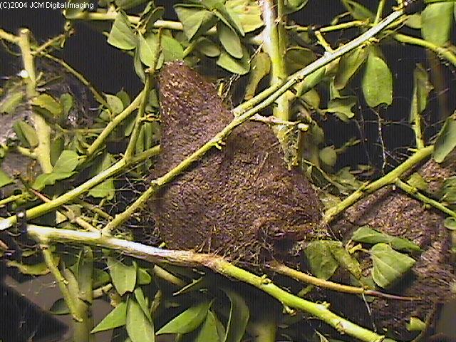 Hyalophora euryalus (Ceanothus Silk Moth) images, rearing, larvae, pupae, cocoons, and documentary