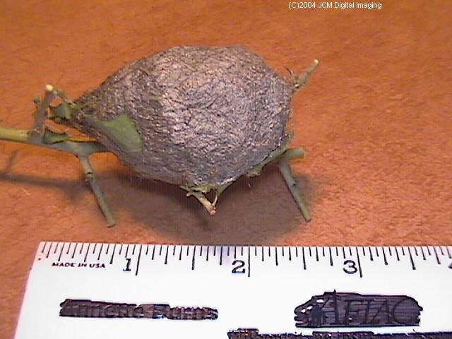 Hyalophora euryalus (Ceanothus Silk Moth) images, rearing, larvae, pupae, cocoons, and documentary