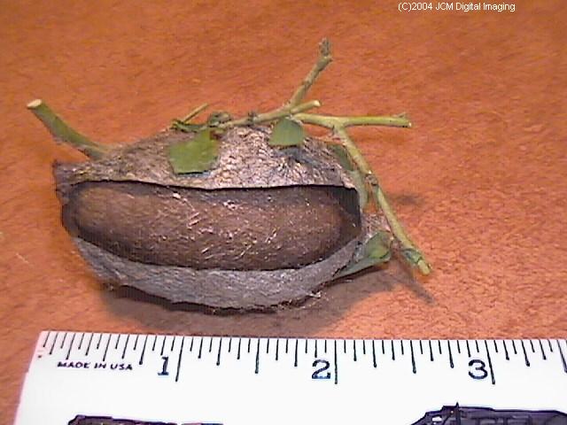 Hyalophora euryalus (Ceanothus Silk Moth) images, rearing, larvae, pupae, cocoons, and documentary
