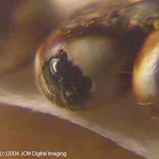 Hyalophora euryalus (Ceanothus Silk Moth) images, rearing, larvae, pupae, cocoons, and documentary