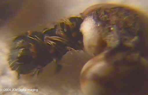 Hyalophora euryalus (Ceanothus Silk Moth) images, rearing, larvae, pupae, cocoons, and documentary