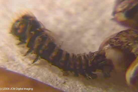Hyalophora euryalus (Ceanothus Silk Moth) images, rearing, larvae, pupae, cocoons, and documentary