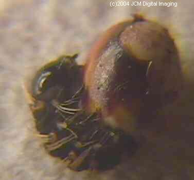 Hyalophora euryalus (Ceanothus Silk Moth) images, rearing, larvae, pupae, cocoons, and documentary