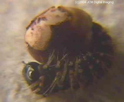 Hyalophora euryalus (Ceanothus Silk Moth) images, rearing, larvae, pupae, cocoons, and documentary
